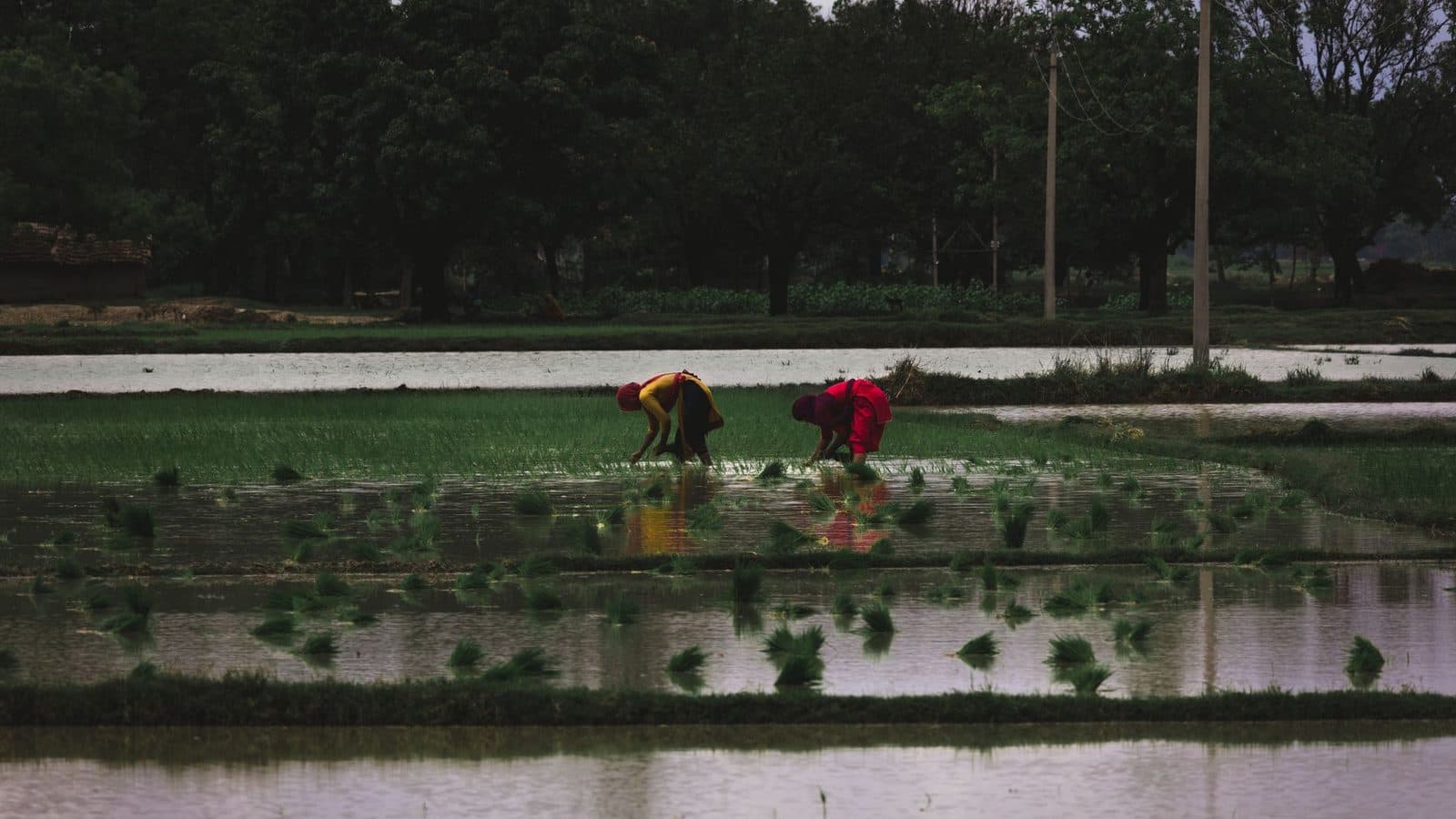 Farmland fields Uttar Pradesh